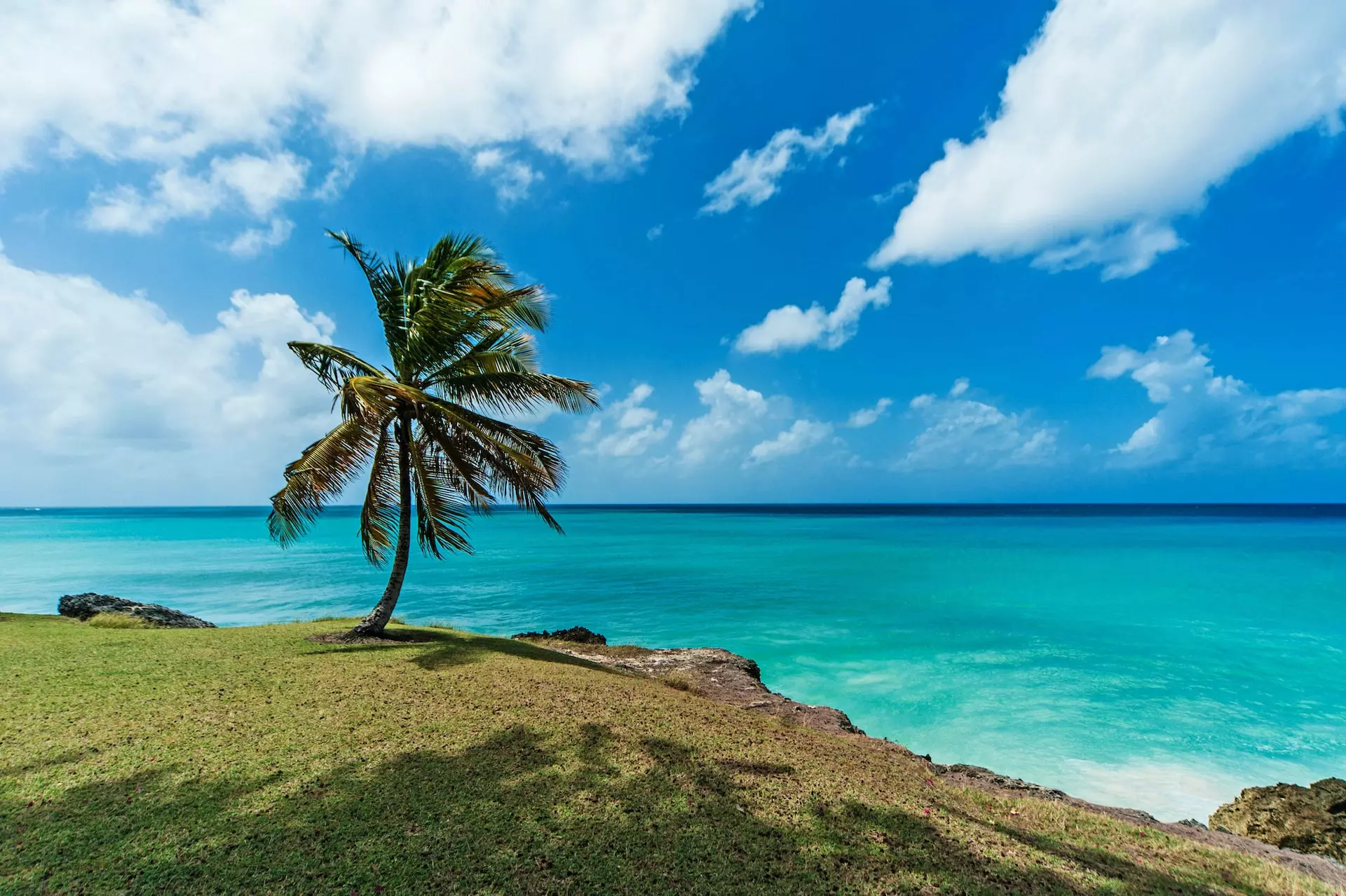 A palm tree on a tropical island