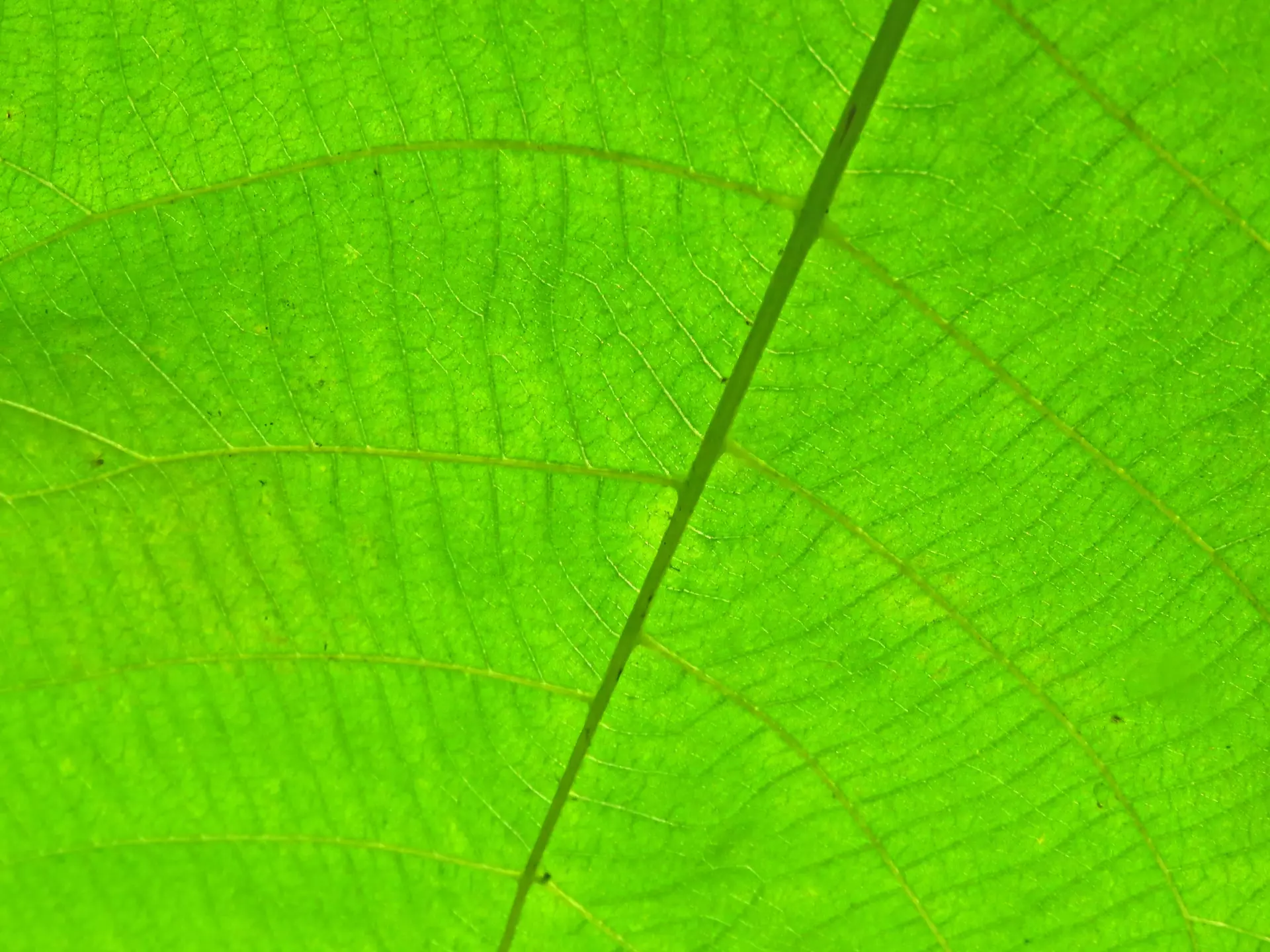 Close up view of a leaf structure