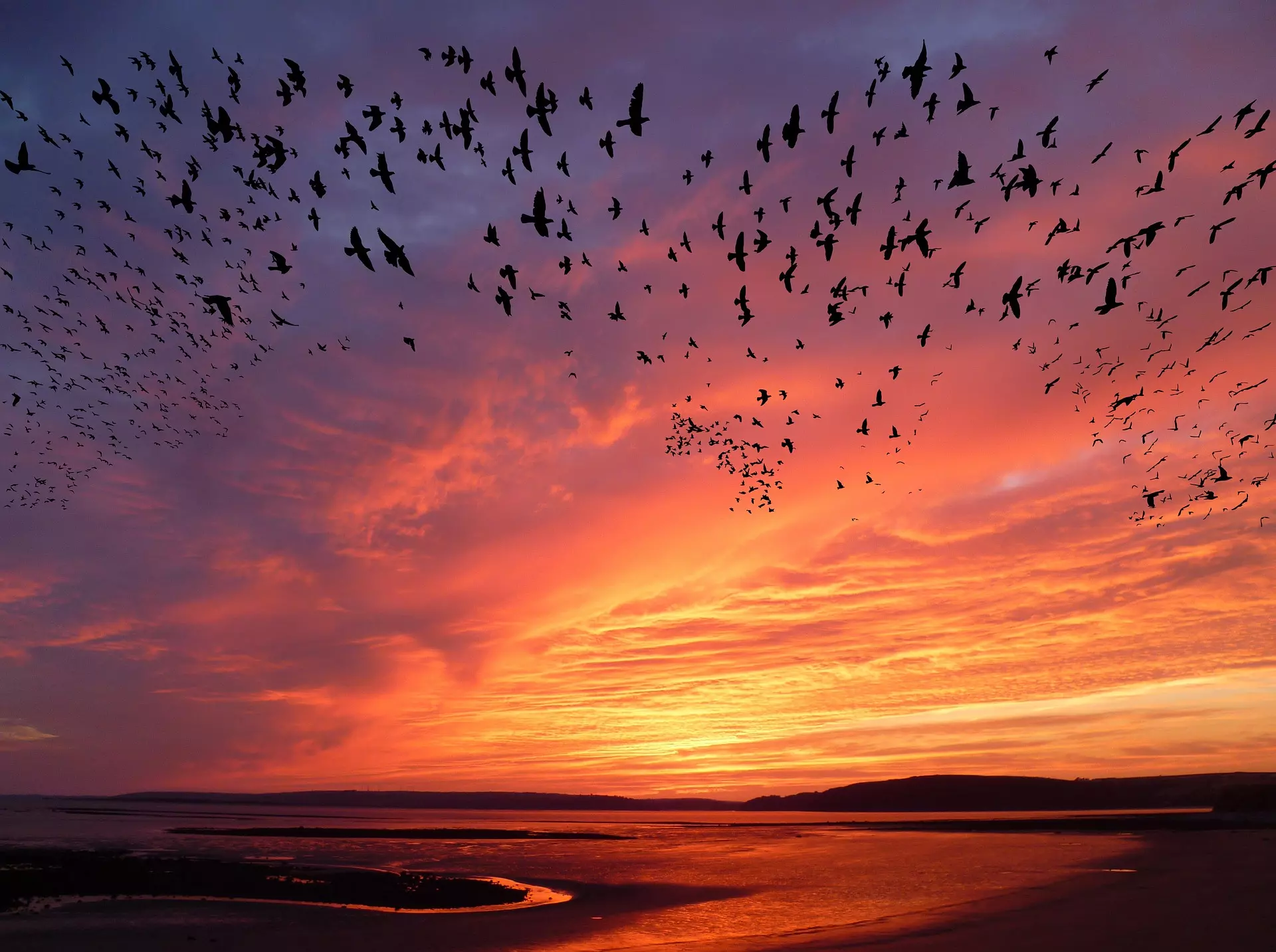 A flock of birds silhouetted by the setting sun