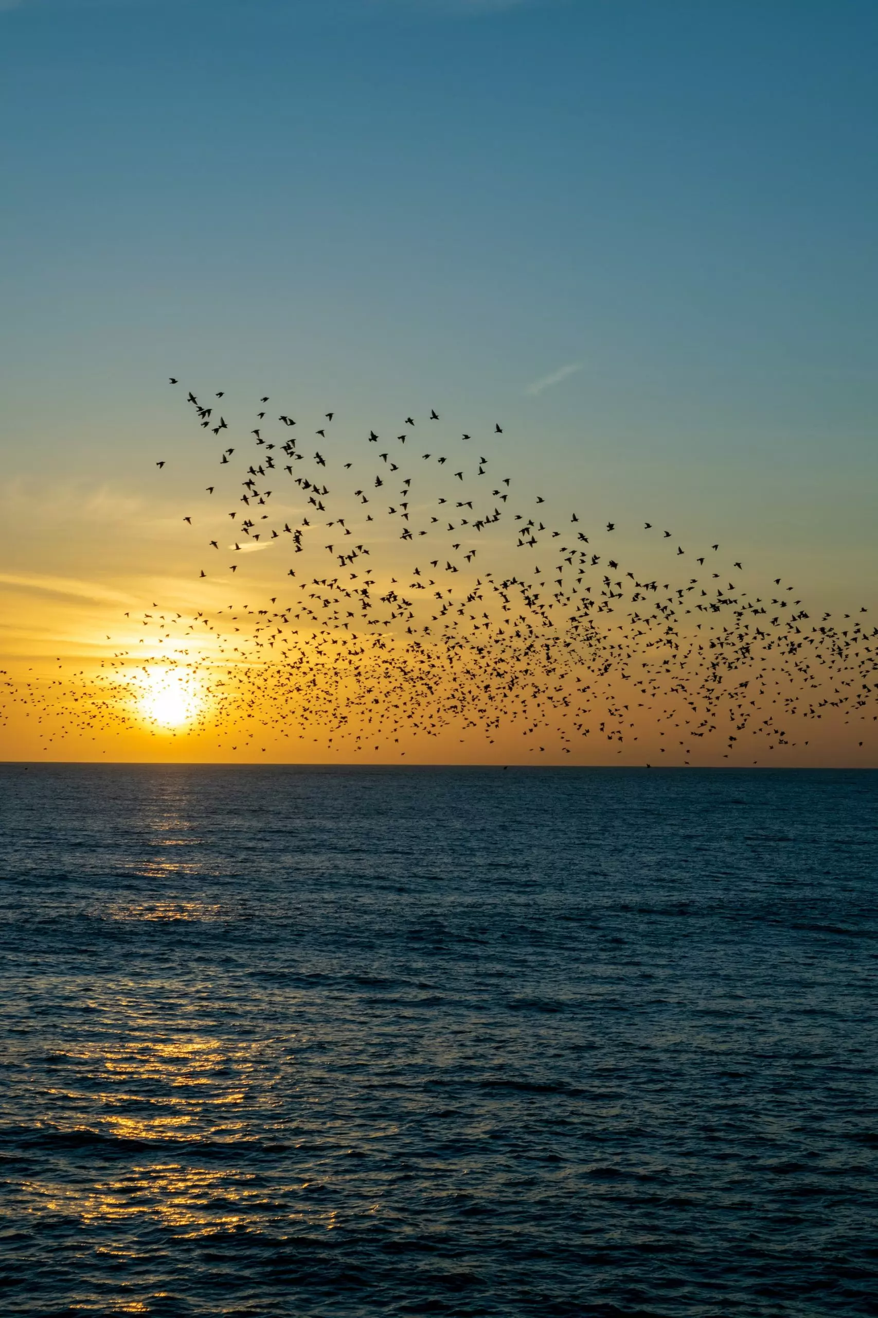 A flock of birds above the sea and silhouetted by the setting sun