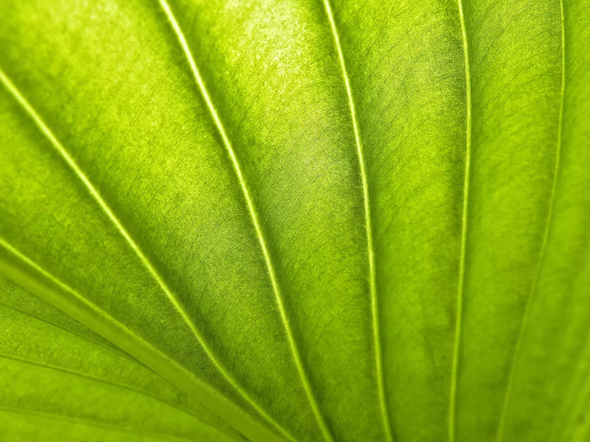 Close up view of the structure of a leaf