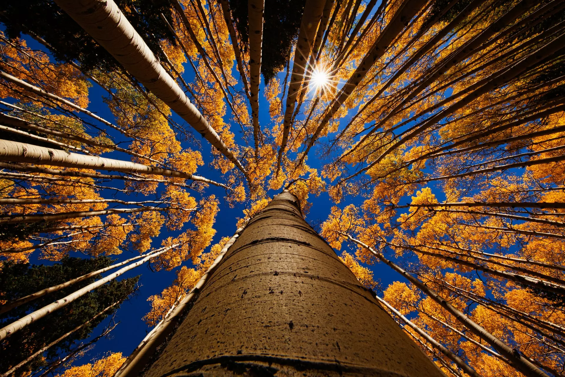 Golden tree canopy against blue sky