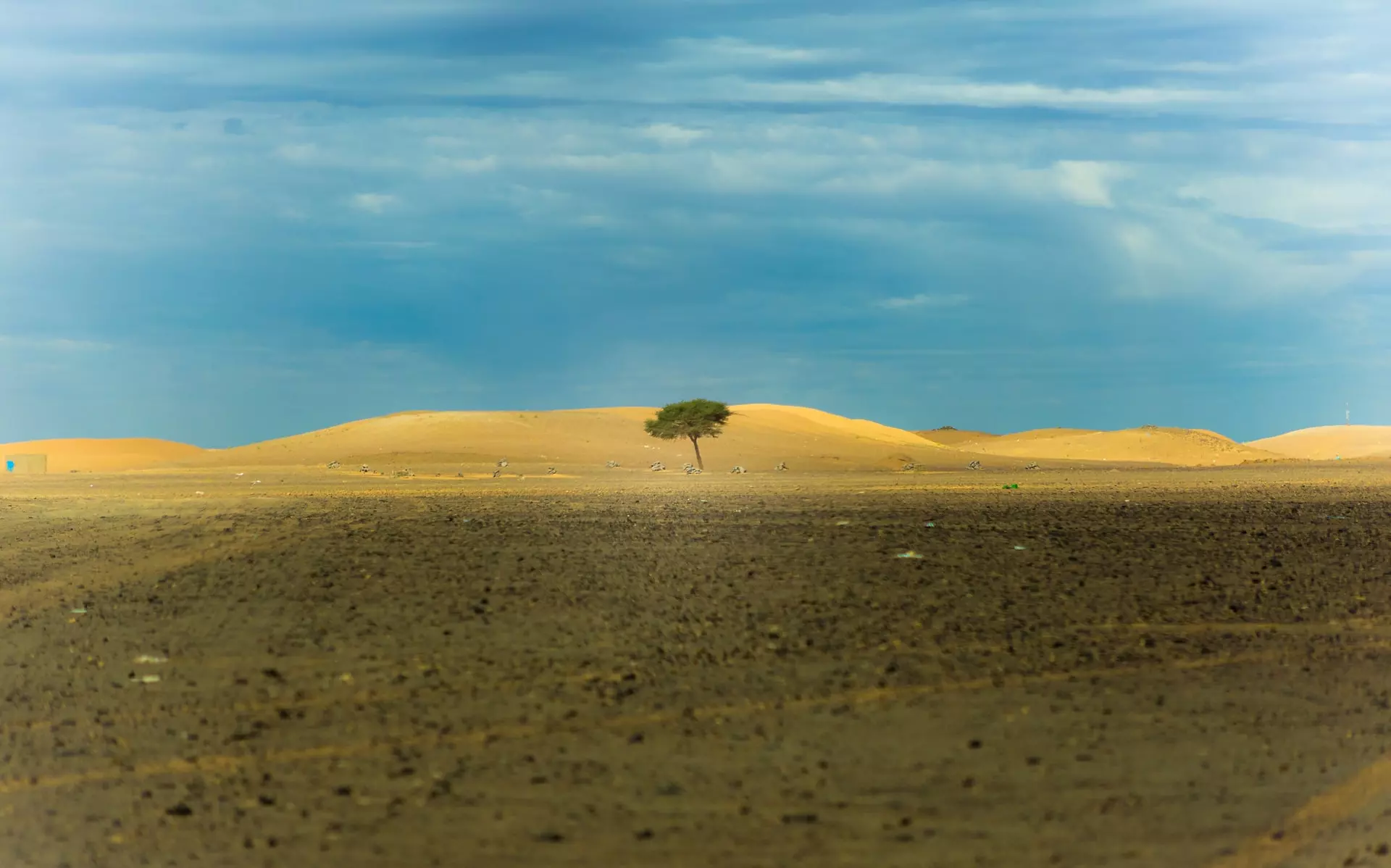 A lone tree in a desert