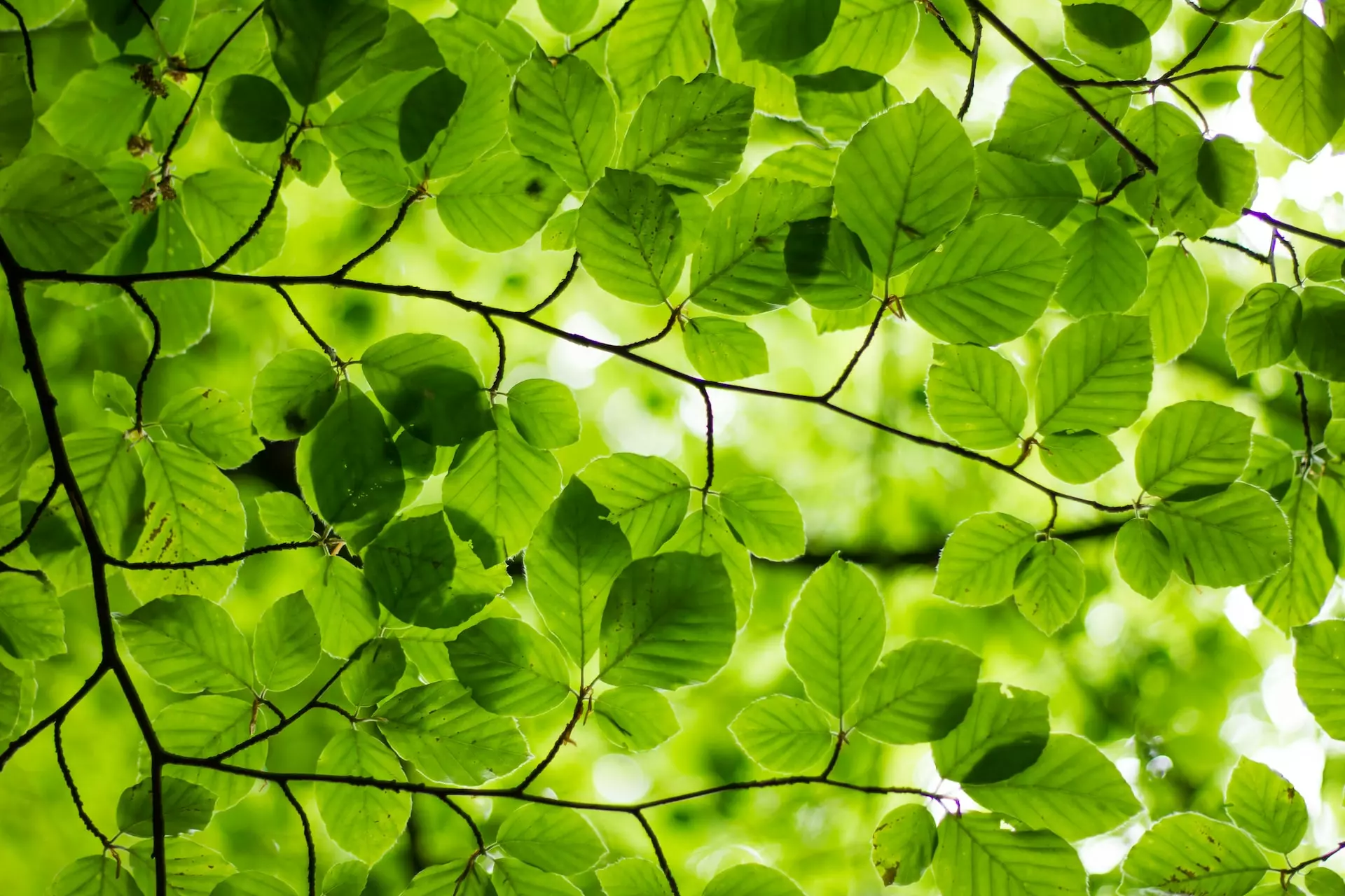 Sun shining through green leaves