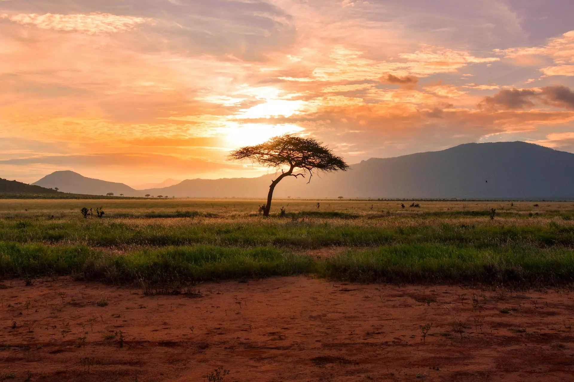 A lone tree in a savanna