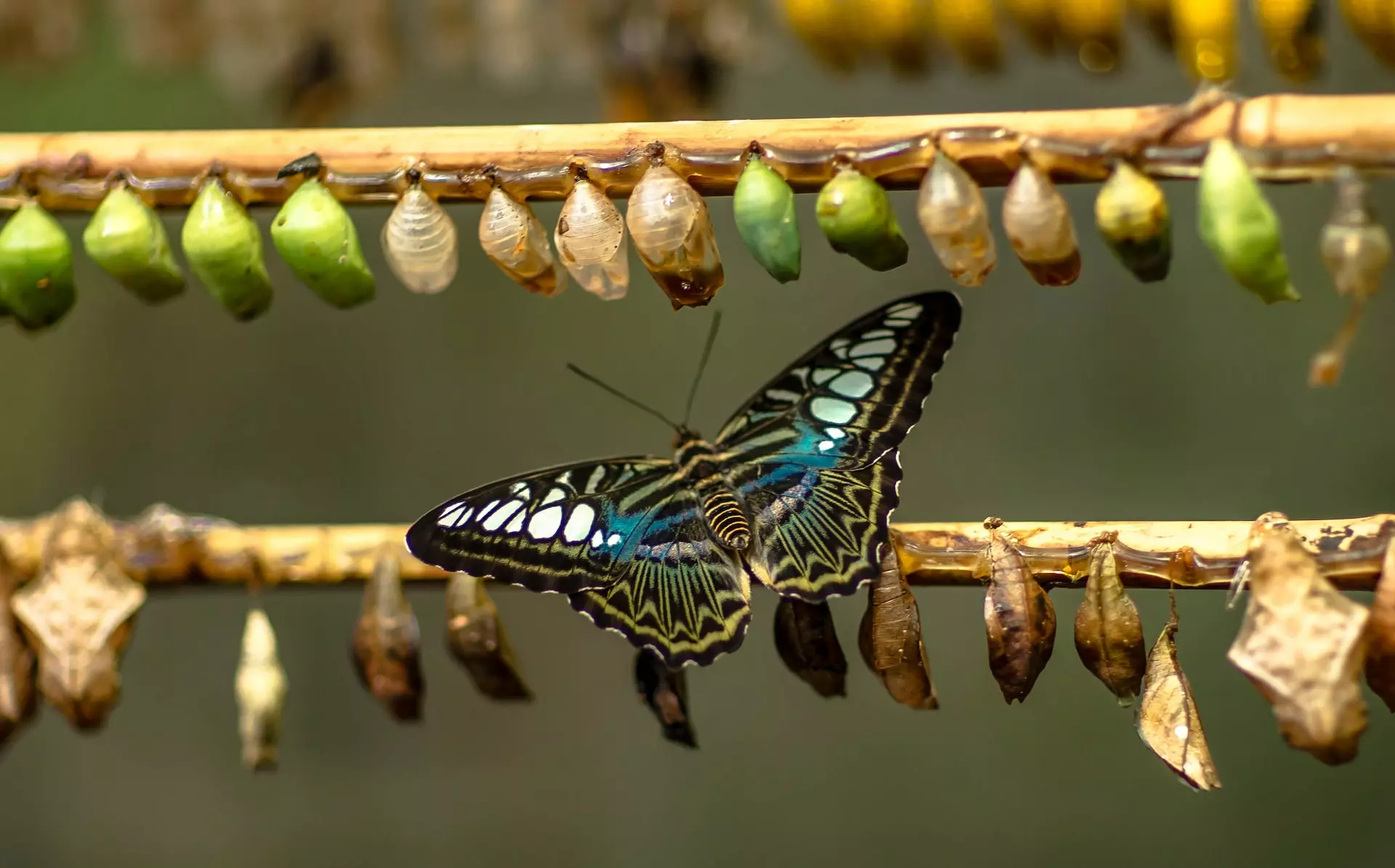 A butterfly resting on a frame containing multiple occupied and former chrysalises