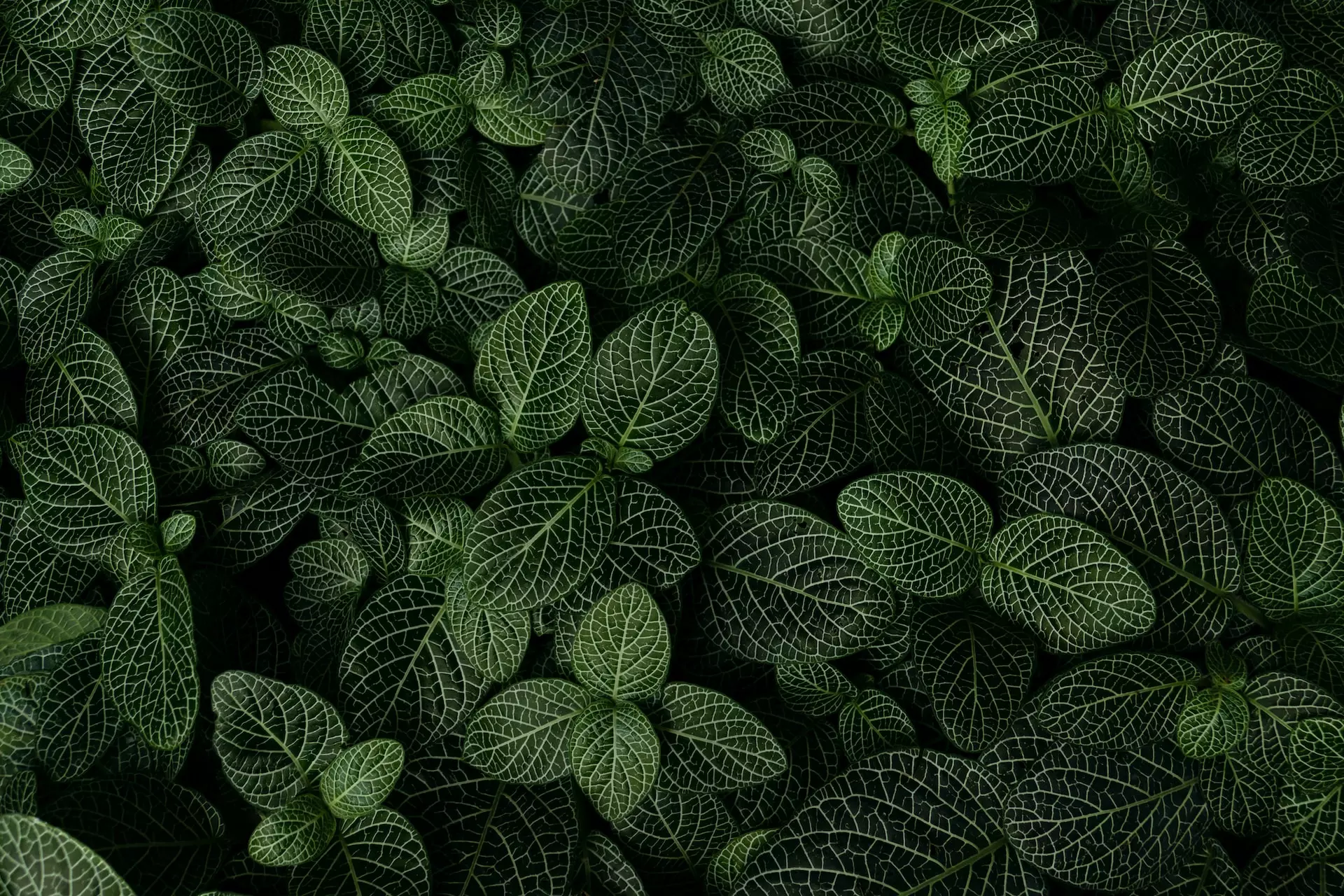 Vibrant green leaves on fittonia plants