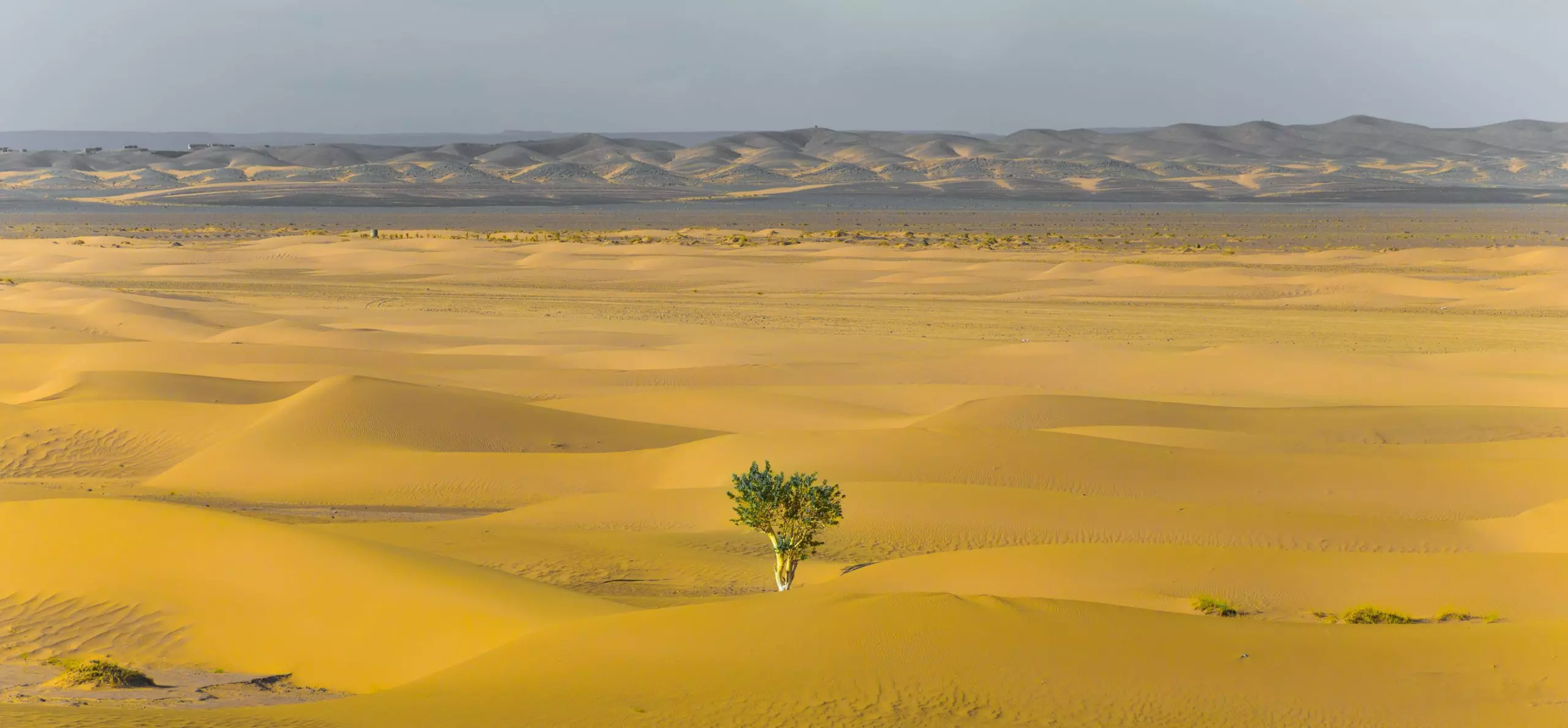A single tree in a sandy desert