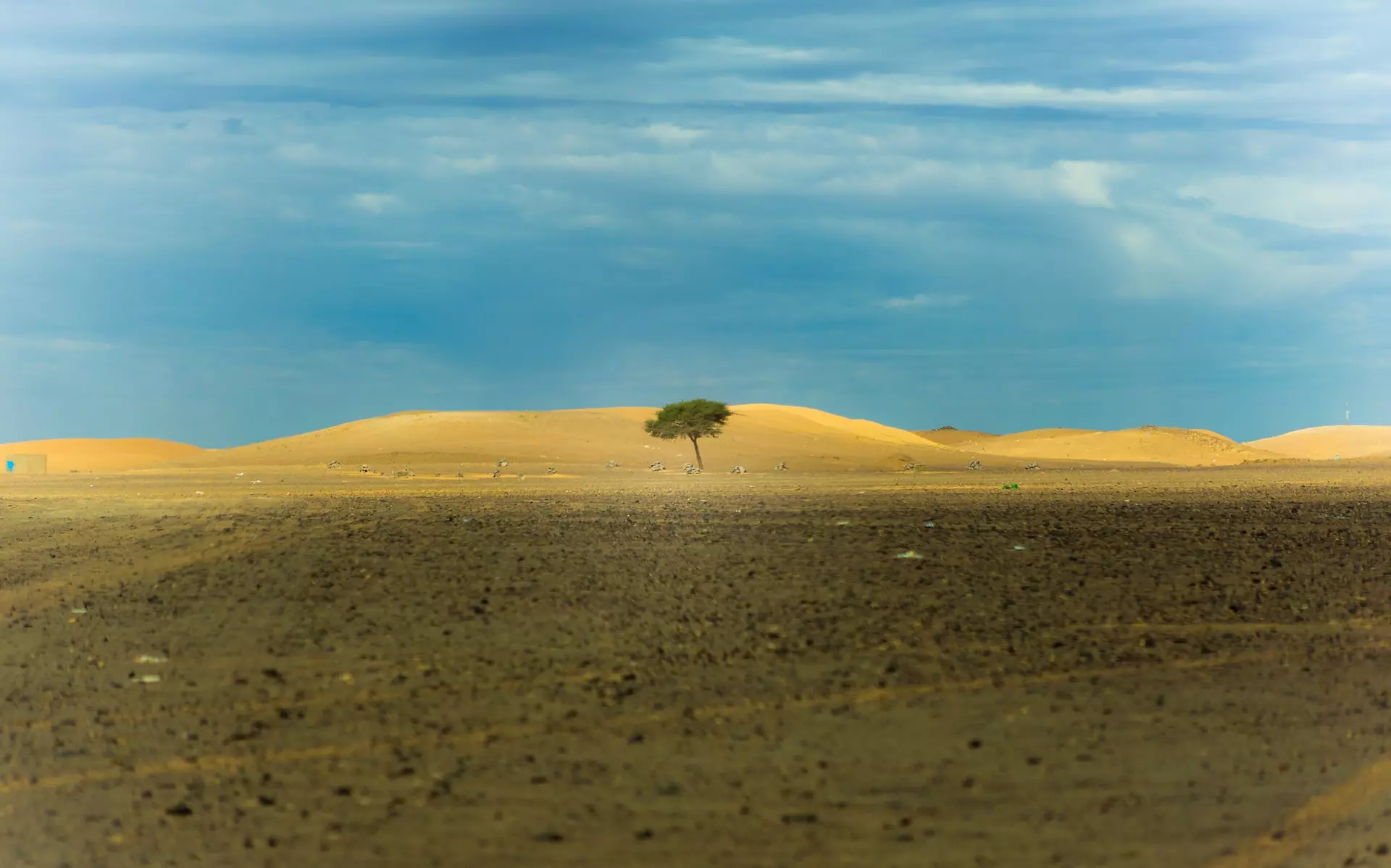 A lone tree in a desert