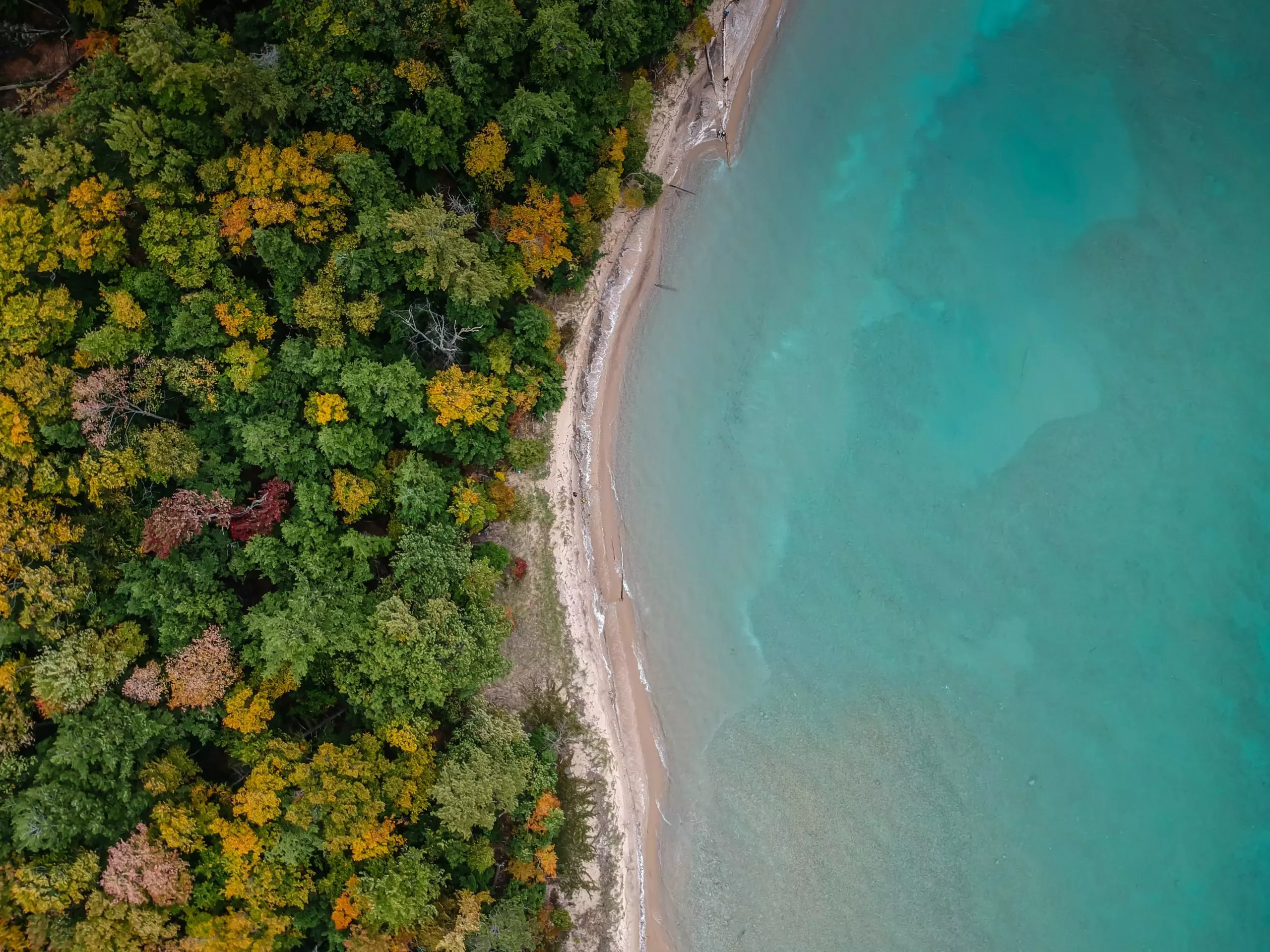Aerial view of blue sea meeting forested coastline