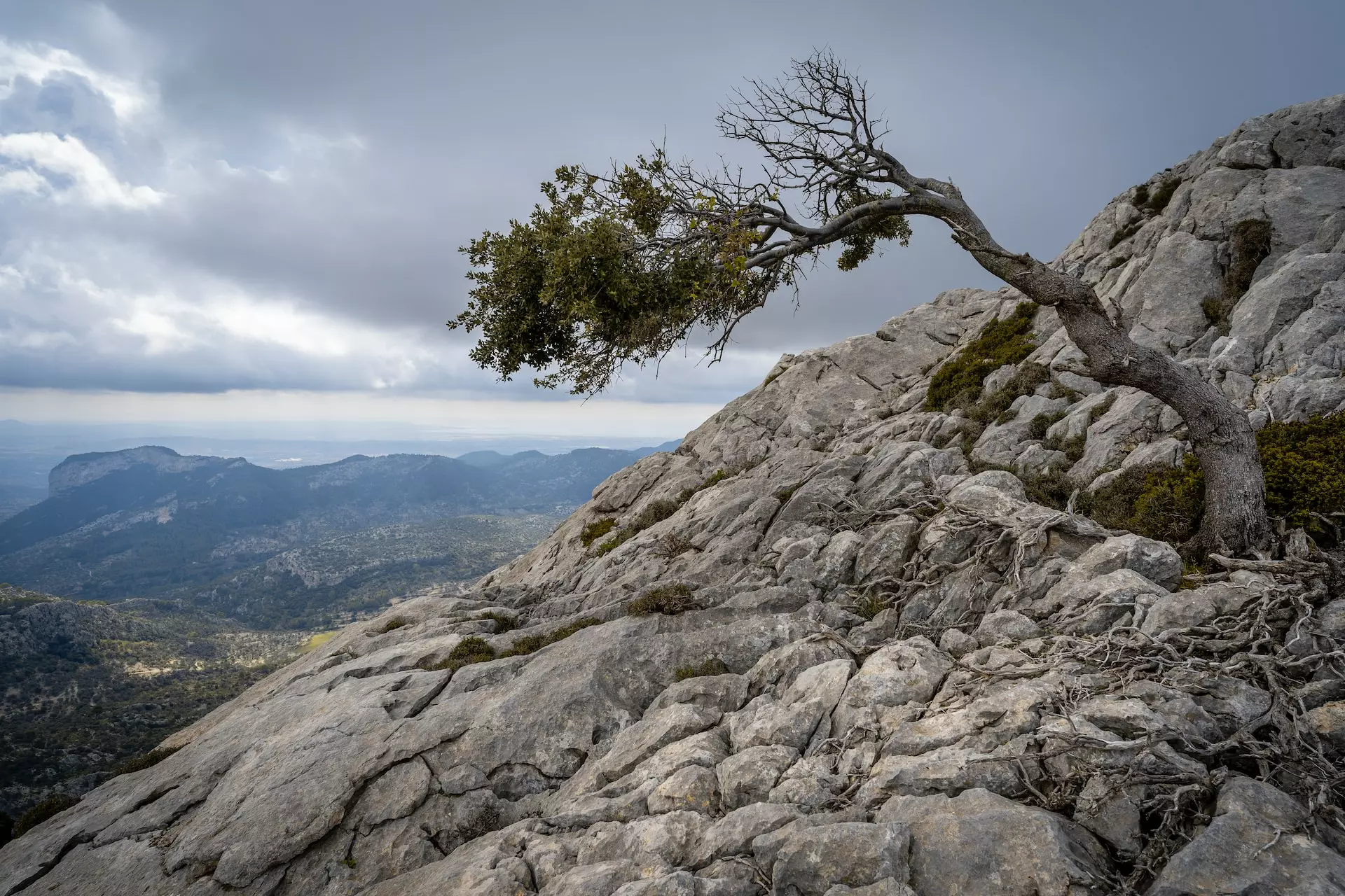 Windswept tree on a mountainside