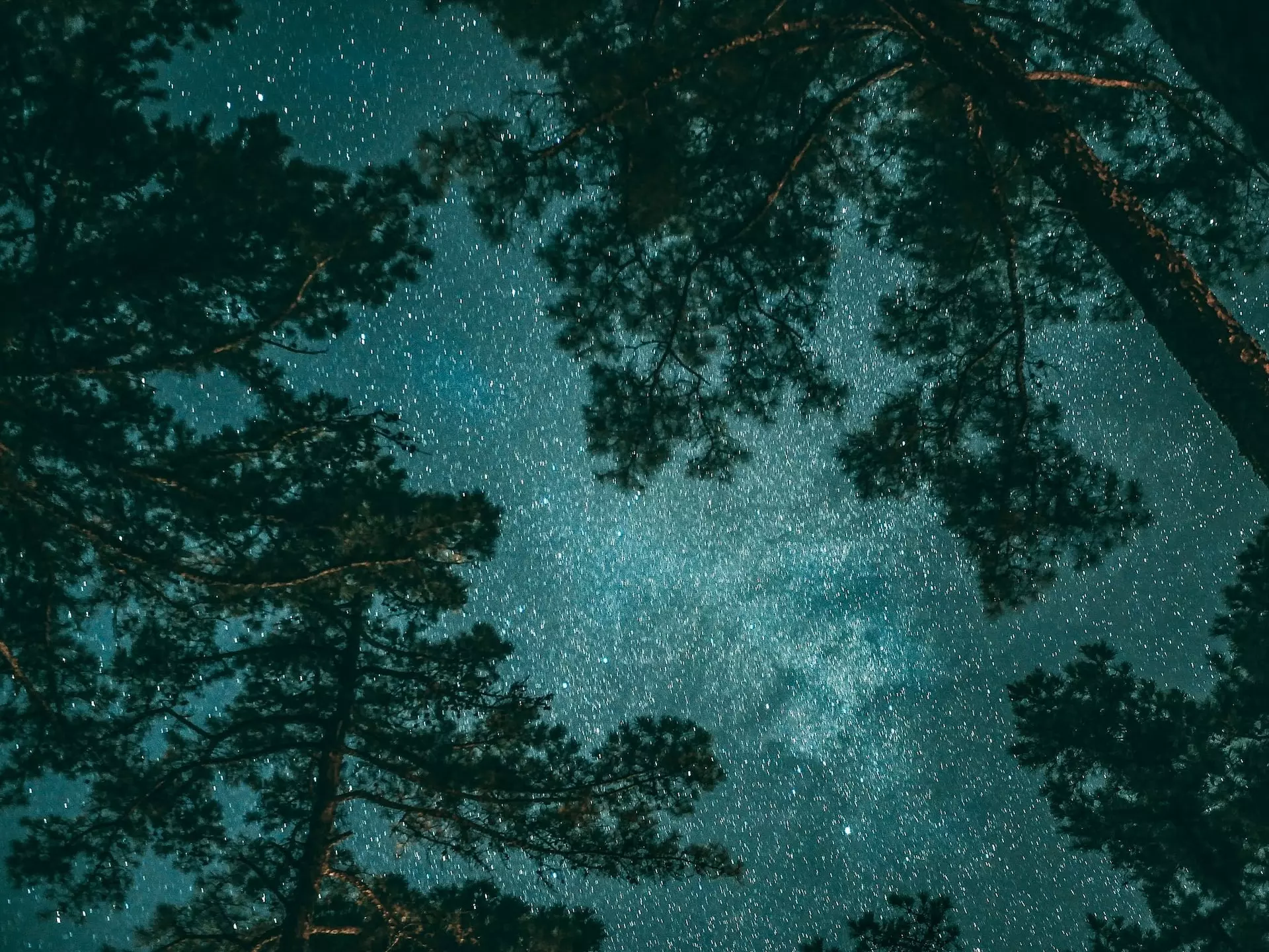 The night sky above a pine forest