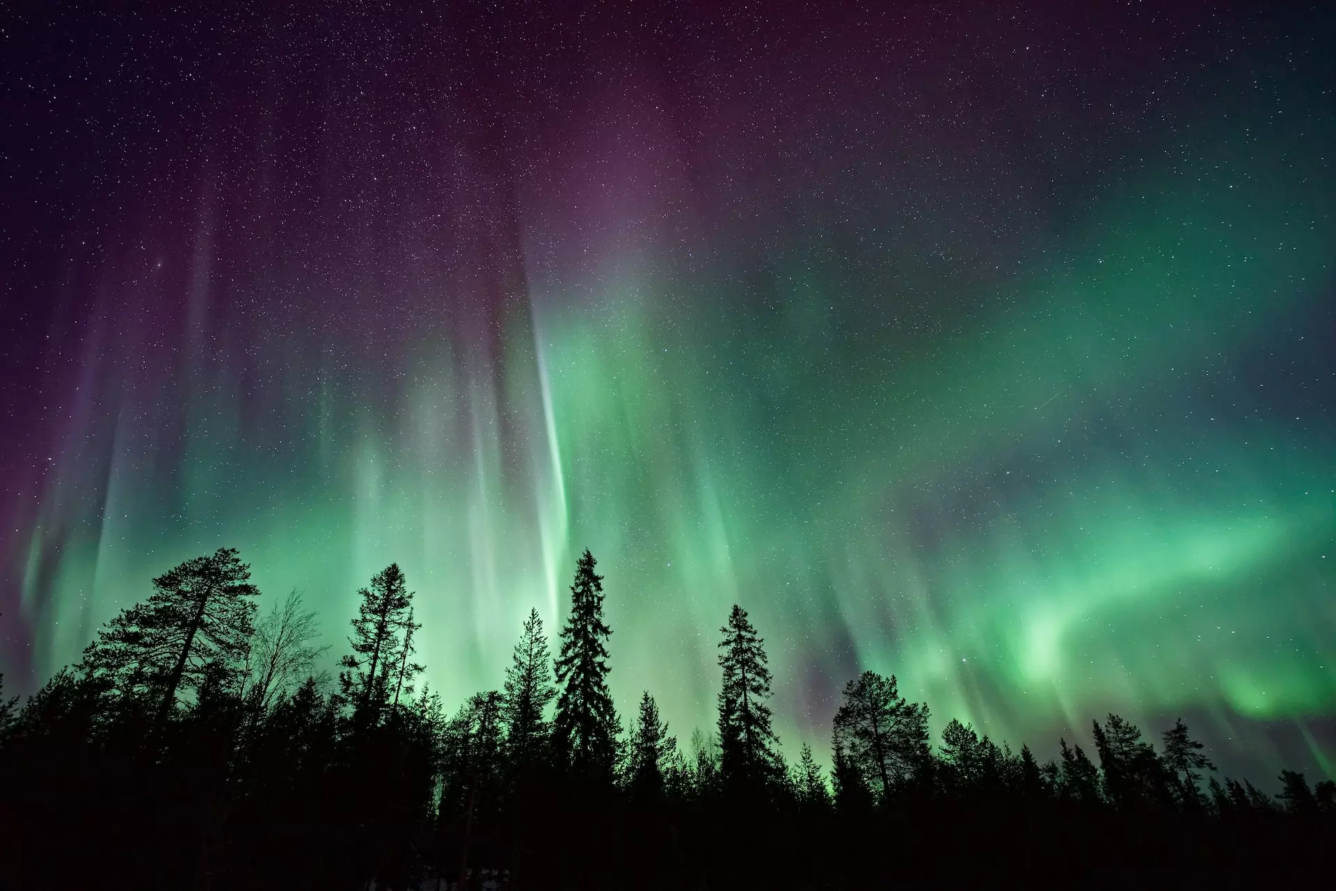 Pine trees silhouetted against aurora borealis