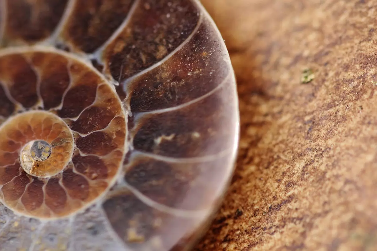 Close up view of snail's shell