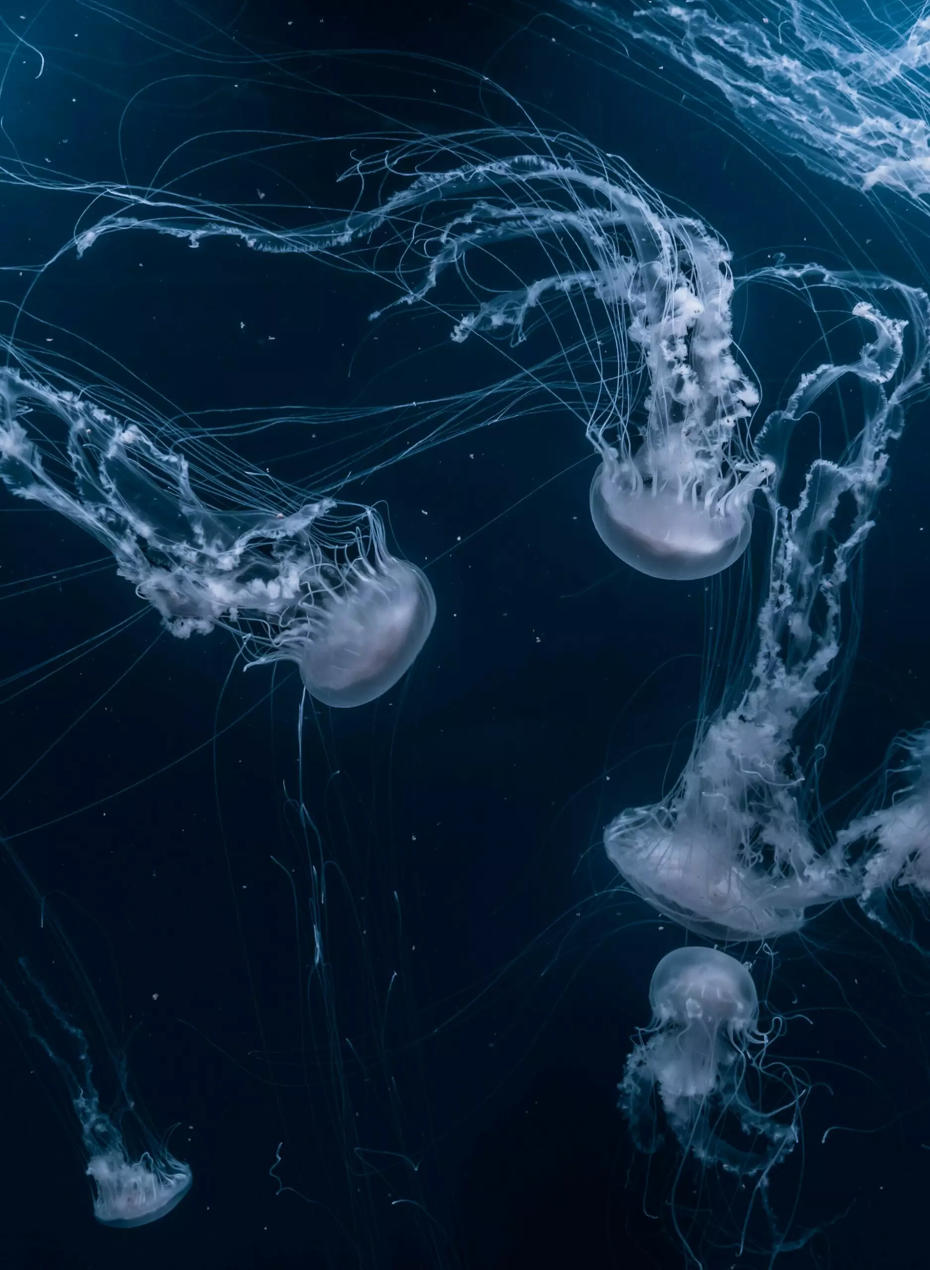 Swirling jellyfish